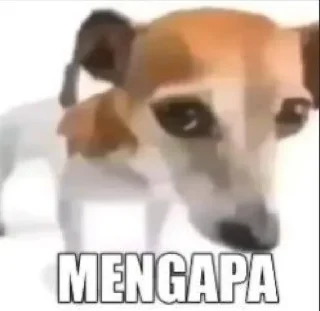 🤨-Punya piooo, Telegram Sticker