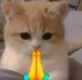 🙏-Punya piooo, Telegram Sticker