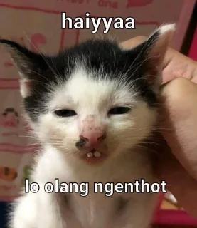 🖕-Punya piooo, Telegram Sticker
