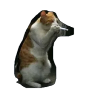 🚬-@Mllhllb, Telegram Sticker