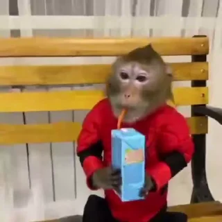 🐵-@HUBXE @WTF69KARTIK MONKEY PACK, Telegram Sticker