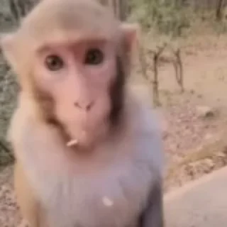 😶-@HUBXE @WTF69KARTIK MONKEY PACK, Telegram Sticker