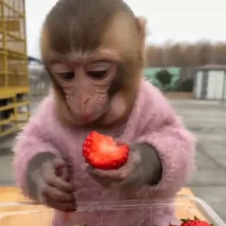 🍓-@HUBXE @WTF69KARTIK MONKEY PACK, Telegram Sticker