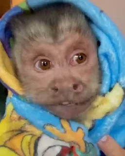 😀-@HUBXE @WTF69KARTIK MONKEY PACK, Telegram Sticker