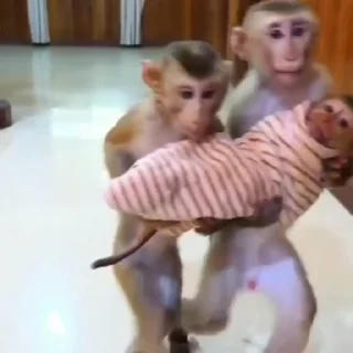 🤱-@HUBXE @WTF69KARTIK MONKEY PACK, Telegram Sticker