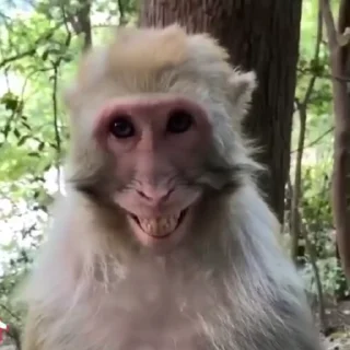 😁-@HUBXE @WTF69KARTIK MONKEY PACK, Telegram Sticker