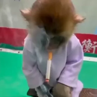 🚬-@HUBXE @WTF69KARTIK MONKEY PACK, Telegram Sticker