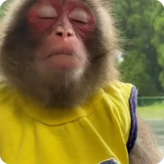 😕-@HUBXE @WTF69KARTIK MONKEY PACK, Telegram Sticker