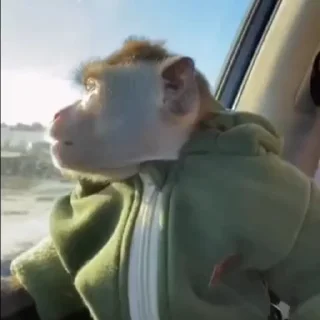 😳-@HUBXE @WTF69KARTIK MONKEY PACK, Telegram Sticker