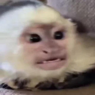 😡-@HUBXE @WTF69KARTIK MONKEY PACK, Telegram Sticker