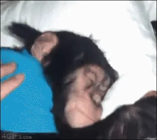 😴-Monke :: @stickroom, Telegram Sticker
