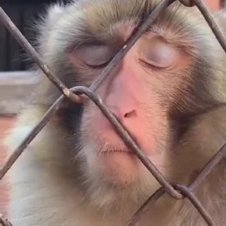😴-Monke :: @stickroom, Telegram Sticker