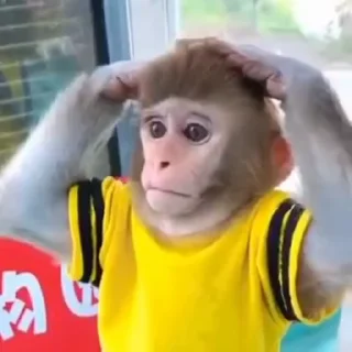 😱-Monke :: @stickroom, Telegram Sticker