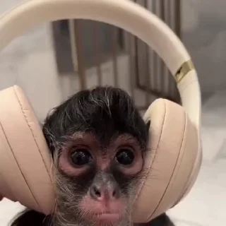 🎧-Monke :: @stickroom, Telegram Sticker