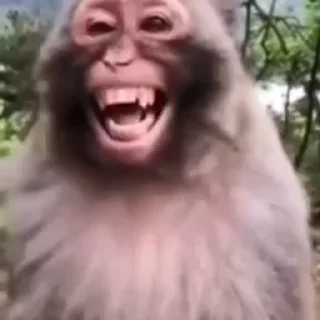 😂-Monke :: @stickroom, Telegram Sticker