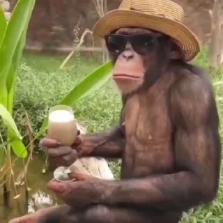 🍹-Monke :: @stickroom, Telegram Sticker