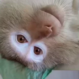 😕-Monke :: @stickroom, Telegram Sticker