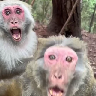 😱-Monke :: @stickroom, Telegram Sticker