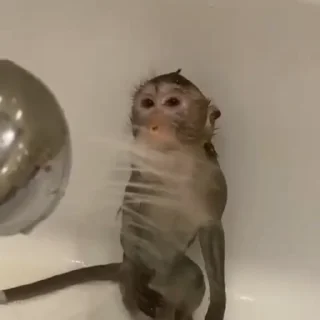 🚿-Monke :: @stickroom, Telegram Sticker
