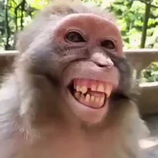 🐵-monkeys 5 by @norufx, Telegram Sticker