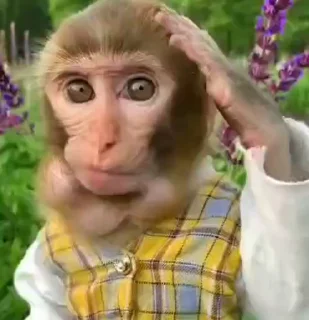 😐-Monkeys by @offstikbot, Telegram Sticker