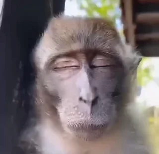 😁-Monkeys by @offstikbot, Telegram Sticker