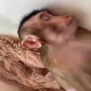 😴-Monkeys by @offstikbot, Telegram Sticker
