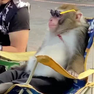 😎-Monkeys by @offstikbot, Telegram Sticker