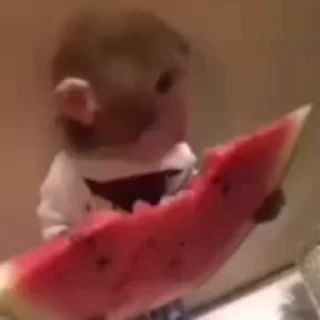 🍉-Monkeys by @offstikbot, Telegram Sticker