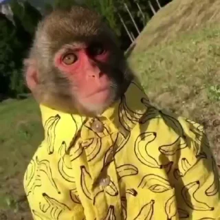 😎-Monkeys by @offstikbot, Telegram Sticker