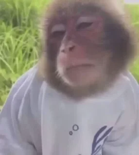 😒-Monkeys by @offstikbot, Telegram Sticker