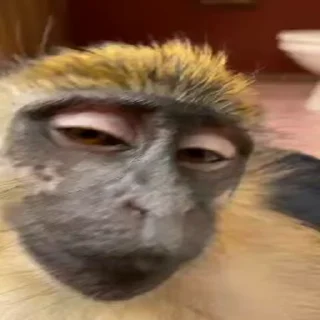 😏-Monkeys by @offstikbot, Telegram Sticker
