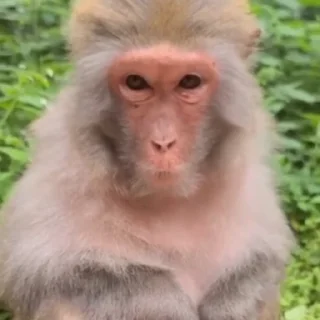 😂-Monkeys by @offstikbot, Telegram Sticker