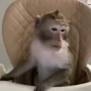 🤓-Monkeys by @offstikbot, Telegram Sticker