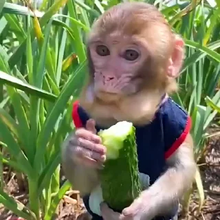 😄-Monkeys by @offstikbot, Telegram Sticker