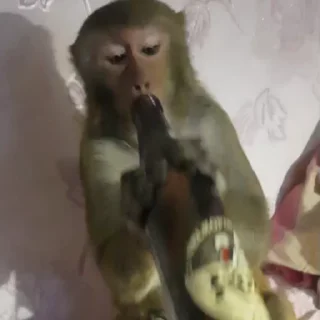 🍾-Monkeys by @offstikbot, Telegram Sticker