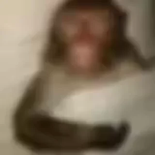😴-Monkeys by @offstikbot, Telegram Sticker