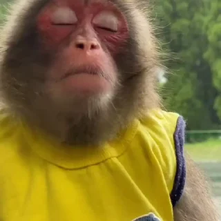 😞-Monkeys by @offstikbot, Telegram Sticker