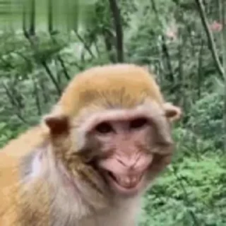 😁-Monkeys by @offstikbot, Telegram Sticker