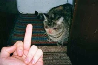 🖕-MoodyCats - @PhantomSticker, Telegram Sticker