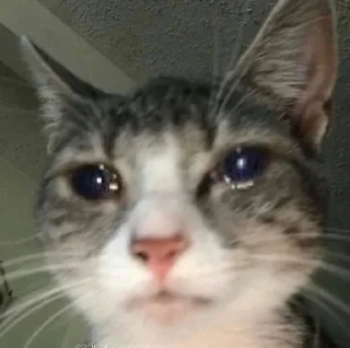 😢-MoodyCats - @PhantomSticker, Telegram Sticker