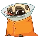 🤒-Mr. Pug, Telegram Sticker