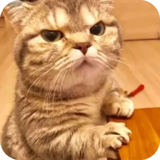 🐱-My Mood stickers, Telegram Sticker