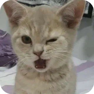 🐱-My Mood stickers, Telegram Sticker