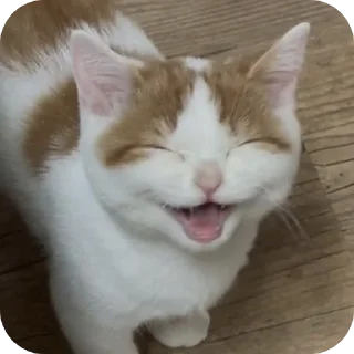 🐱-My Mood stickers, Telegram Sticker