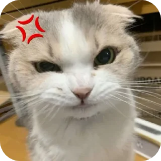 🐱-My Mood stickers, Telegram Sticker