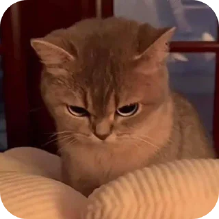 🐱-My Mood stickers, Telegram Sticker