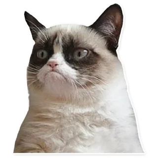 😾-ً | ‏@Malsqt ‏| @Nai61 |, Telegram Sticker