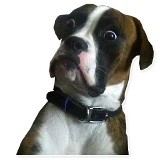 🐶-ً | ‏@Malsqt ‏| @Nai61 |, Telegram Sticker