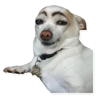 🐶-ً | ‏@Malsqt ‏| @Nai61 |, Telegram Sticker